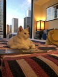 Serene white cat on a cozy bed