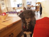 Furry Friend in the Living Room