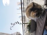 Feline Flower Gazer