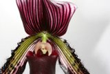 Elegant Orchid