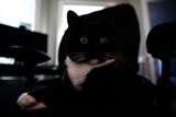 Feline Relaxation in Black and White