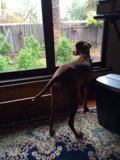 Window Watcher
