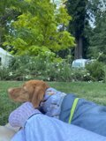 Cozy Canine in a Sweater