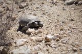 Desert Tortoise Adventure