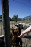 Friendly Encounters at Calistoga's Old Faithful Geyser Park