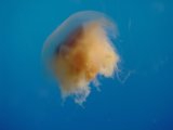 Graceful Jellyfish in the Blue Ocean
