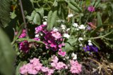 Pretty in Pink and White