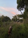 Nature Walk with Man's Best Friend