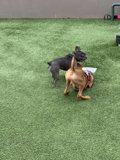 A Paw-some Day at the Park