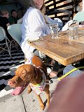 Dining with my furry companion