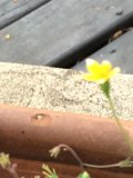 Yellow Anemone Flower on a Wooden Ledge