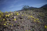 Desert Bloom