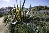 The Vibrant Stripe: Capturing Nature's Elegance