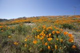 Blooming Horizon