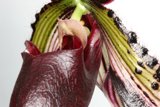 Stunning Close-up of a Flower with an Elegant Stem