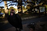 Encounter with the Vulture at Delores Park