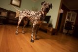 Dalmatian Pose