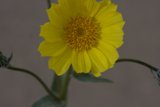 Sunshine Daisy
