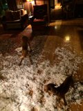 Puppies Make the Best Interior Decorators
