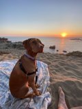 Beach Bliss with My Canine Companion