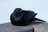Gothic Watcher on the Pacifica Ledge