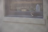 Window Perch