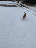 Winter Wonderland Run