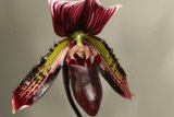 Delicate Orchid Flower with Long Stem