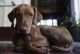 Serene Companion