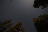Starry Night Sky Over Pine Forest Canopy