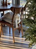 Feline Festivities