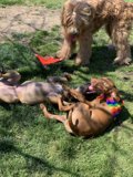 Playtime in the Grass