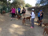 Dog-Walking Adventure