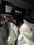 Feline and Canine Companions