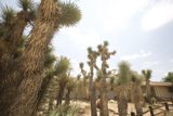 Desert Cactus Oasis