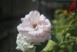 A Close Encounter with a Pink Rose