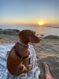Sunset Beach Companion