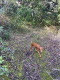 Canine Adventure in the Rainforest