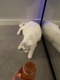 Purrfect Pairing