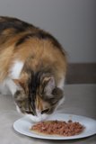 Hungry Cat