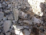 Lifeless Bird on Rocky Road