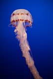 Majestic Swim in the Deep Blue