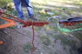 Tug of War on the Grass