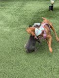 Canine Combat