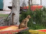 Canine Companion Cruise