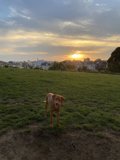 Sunset Serenade