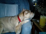 A Canine's Break Time