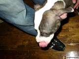 Shoe-Loving Bulldog
