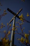 Crossroads Blooms