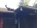 Rooftop Cat